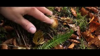 This Is What Mushrooms Do When You're Not Looking