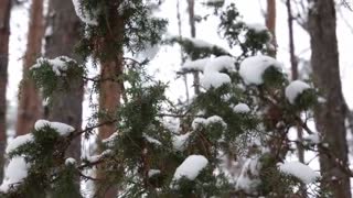 I SEARCHED FOR THE MOST POWERFUL NATURAL MEDICINE IN NORTHERN EUROPE - CHAGA